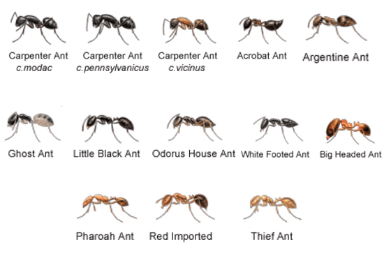 Ants Facts And Control