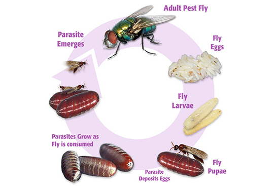House Flies - Flies  Al Mobidoon Pests Control Dubai