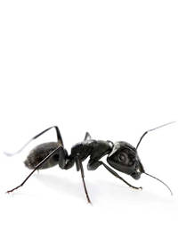 النمل النجار