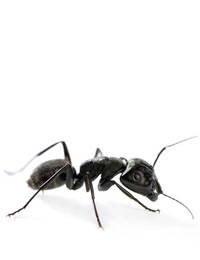 Carpenter Ant