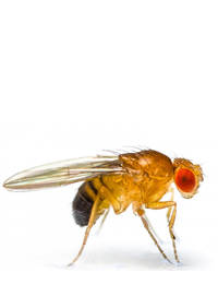 Drosophila Fly - Fruit Flies