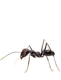 النمل الأسود الصغير