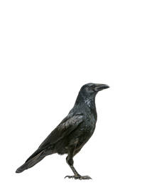 Crows