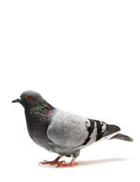 Feral Pigeon