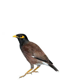 Myna Bird