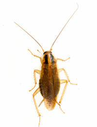 Asian Cockroach