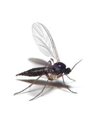 Fungus Gnats