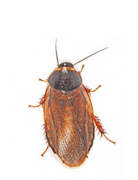 Surinam Cockroaches