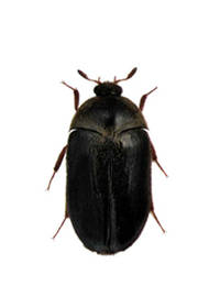 Black Carpet Beetle