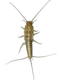 Silverfish