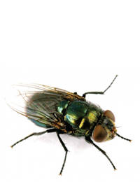 Blow Fly