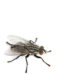 Flesh Flies