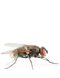 House Flies