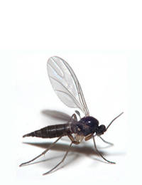 Fungus Gnats Fly