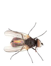 Lesser House Flies