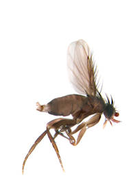 Phorid Fly