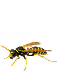 Wasps