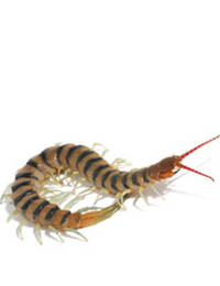 Centipede