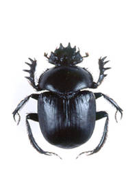 Dung beetle