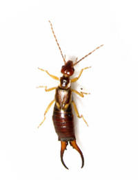 Earwigs