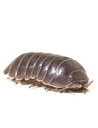 Pillbug