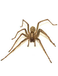 House Spider