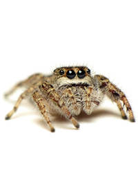 Jumping Spider