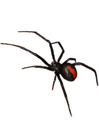 Red back spider