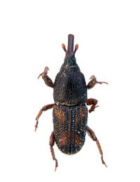 Rice Weevils