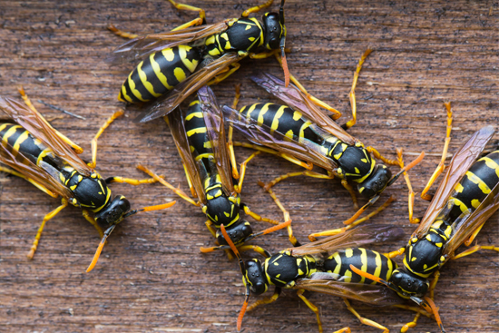 Wasps - Hornets, Wasps, Bees | AlMobidoon Pests Control Dubai